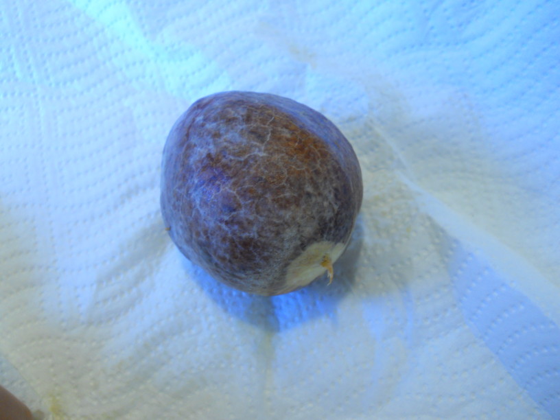 Veganski avokadov namaz s kruhki