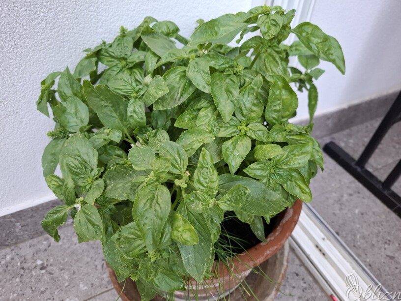 Kako pravilno zamrzniti pesto bazilike