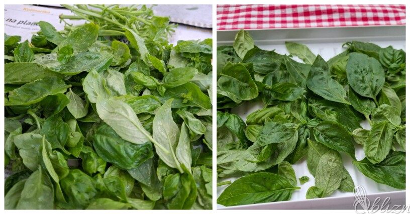 Kako pravilno zamrzniti pesto bazilike
