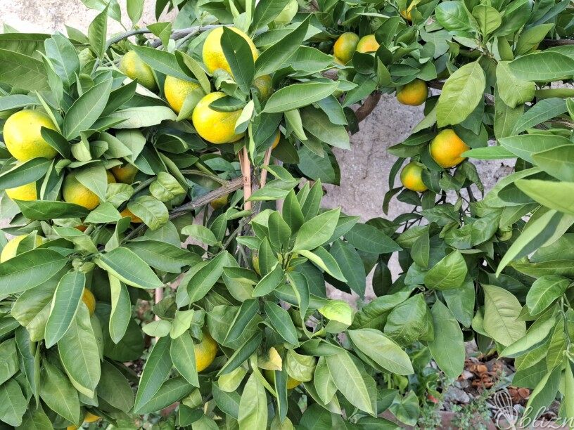 Čaj iz listov mandarine